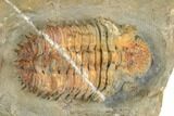 Spiny Drotops Armatus Trilobite - Colorful Shell #192502-2